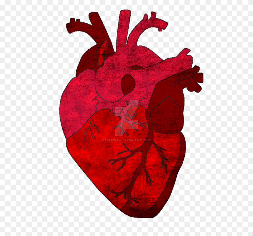 Human Heart, Animal, Bird, Chicken, Fowl Free Png