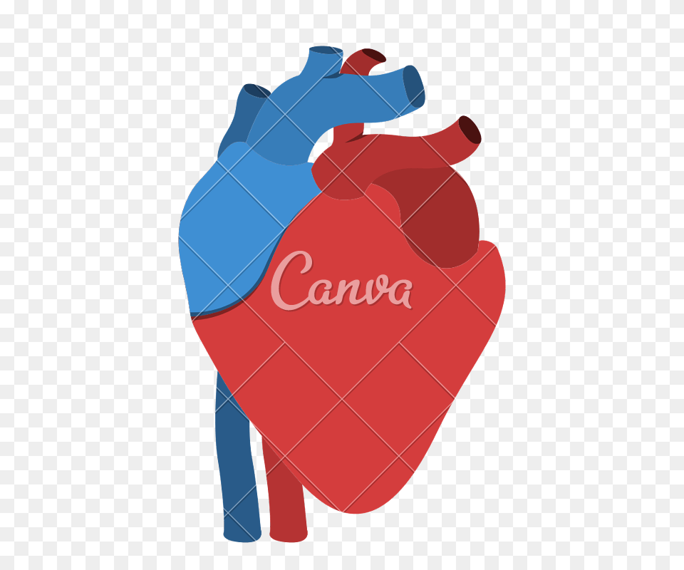 Human Heart Anatomy Isolated Icon Design, Dynamite, Weapon, Cleaning, Person Free Transparent Png