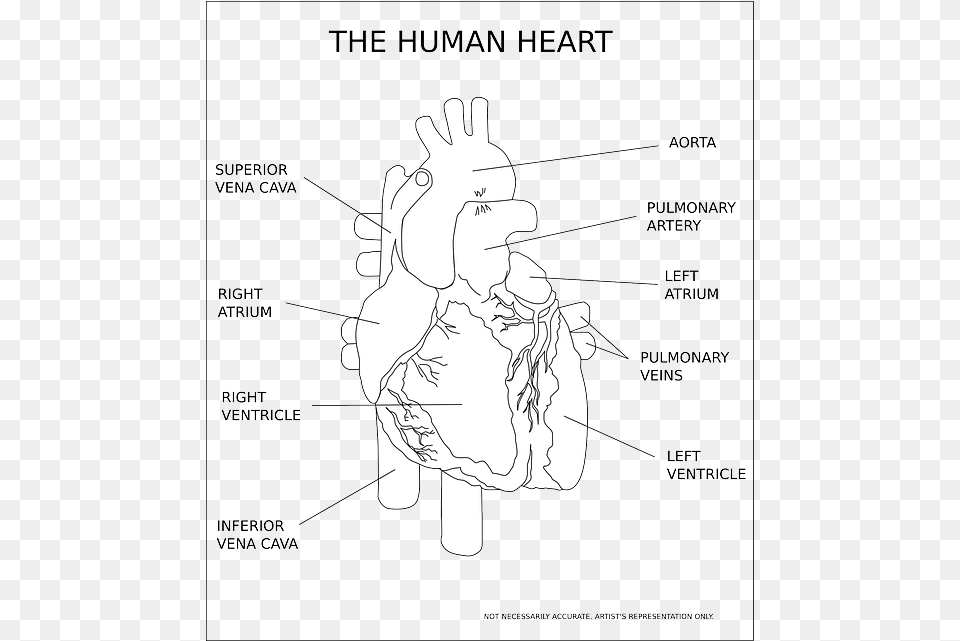 Human Heart Black And White, Body Part, Hand, Person, Baby Png