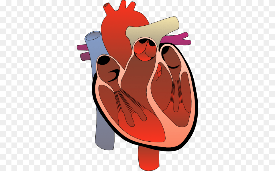 Human Heart Clip Art, Baby, Person Png