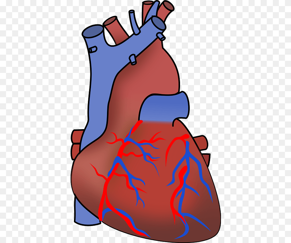 Human Heart Clip Art Vector Clip Art Online Human Heart Clipart Transparent Background, Dynamite, Weapon Png