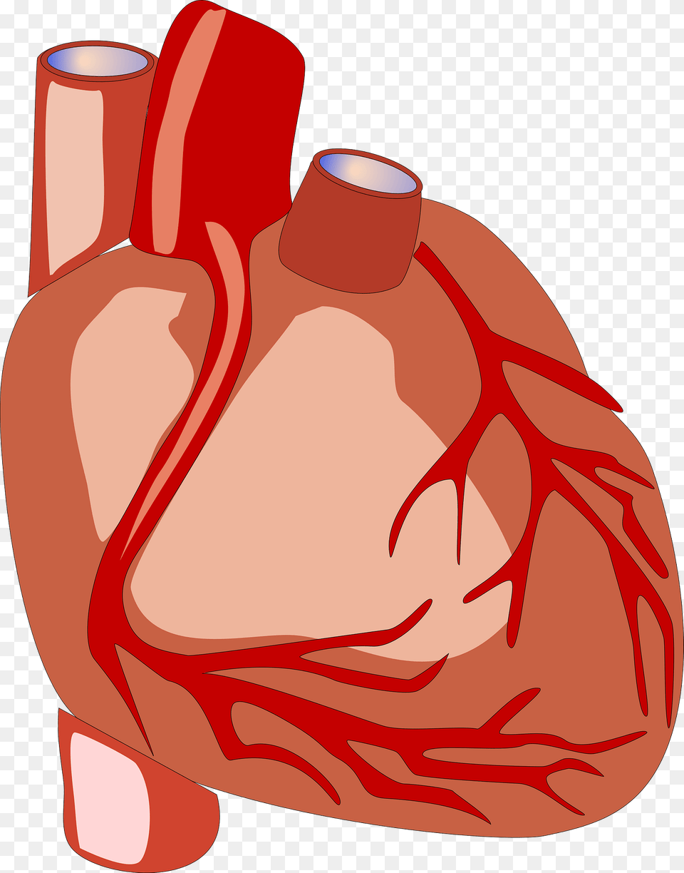 Human Heart Clipart, Food, Meat, Pork Free Transparent Png