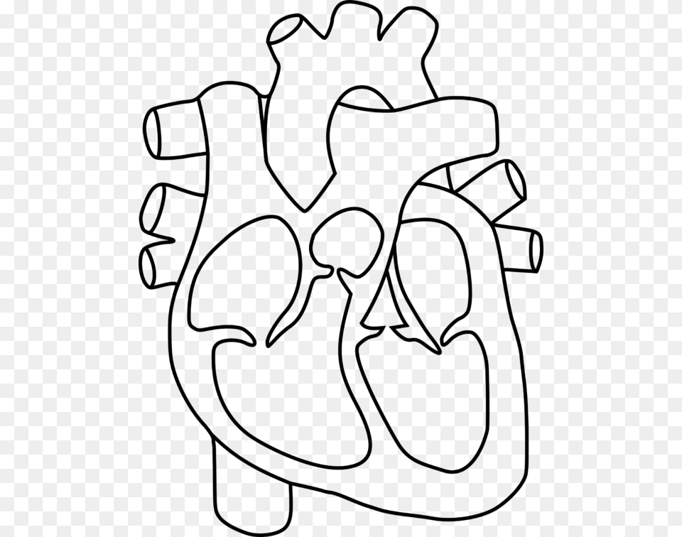 Human Heart Clipart Group Banner Black And White Outline Drawing Of Human Heart, Gray Free Png Download