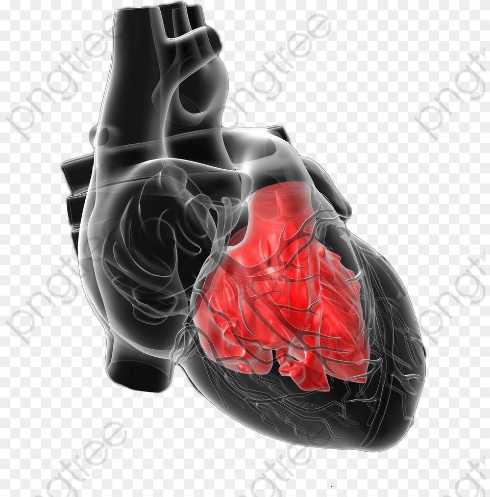 Human Heart Clipart Heart, Adult, Female, Person, Woman Free Transparent Png