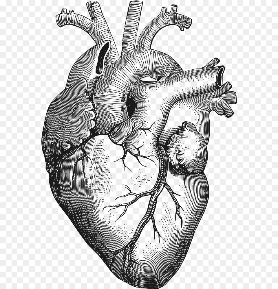 Human Heart Drawing, Art, Person Png