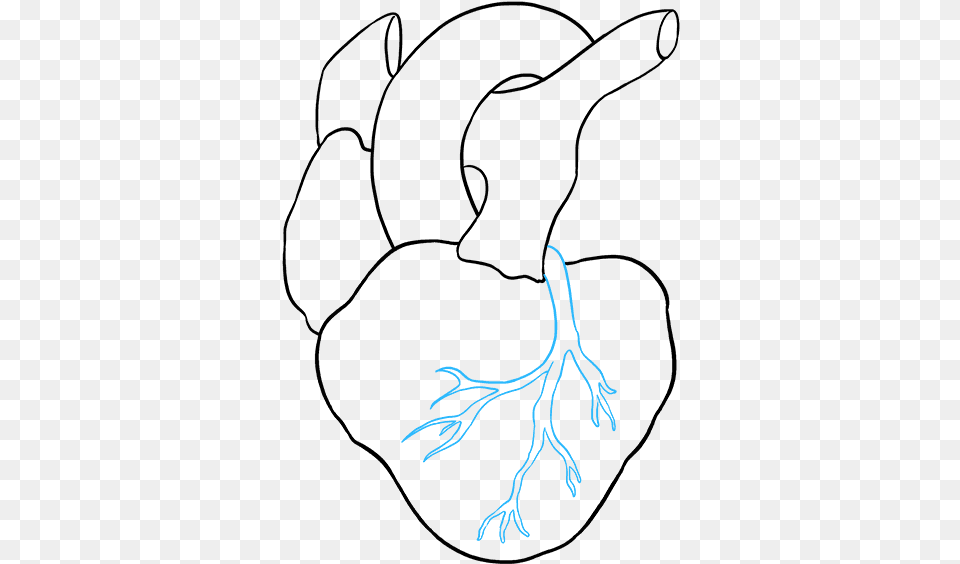 Human Heart Drawing Easy, Plant, Root, Animal, Lizard Free Png