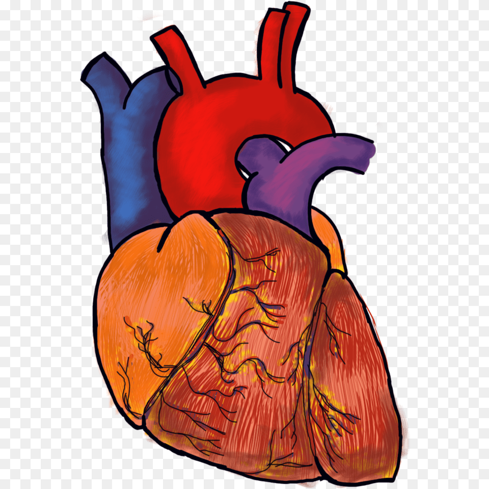 Human Heart File Image Transparent Background Human Heart, Adult, Female, Person, Woman Png