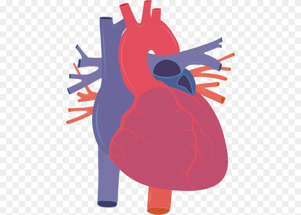 Human Heart Human Heart Vector, Ammunition, Grenade, Weapon Free Transparent Png