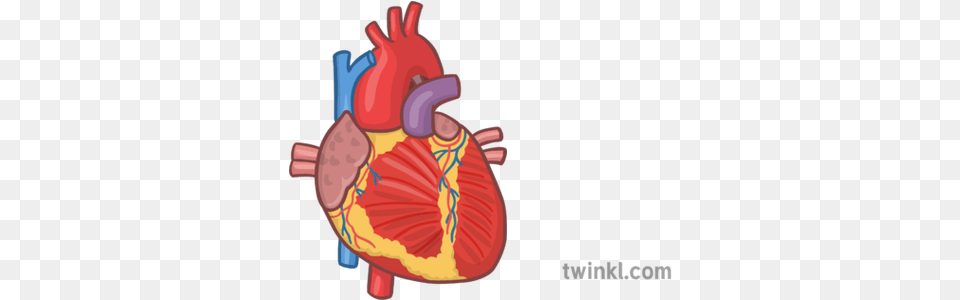 Human Heart Organ 1 Illustration Illustration, Dynamite, Weapon Png Image