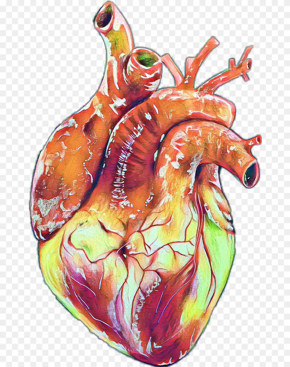 Human Heart Realistic Drawings Human Heart Drawing Realistic, Accessories, Adult, Female, Person Png
