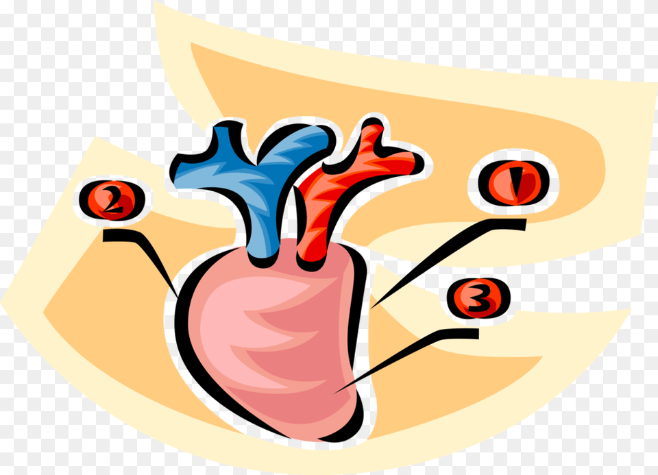 Human Heart Royalty Free Vector Clip Art Illustration Png