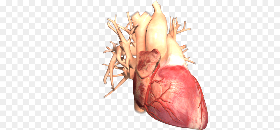 Human Heart Sample No 1 Trinsic Animation Injury, Baby, Person, Antler Free Transparent Png