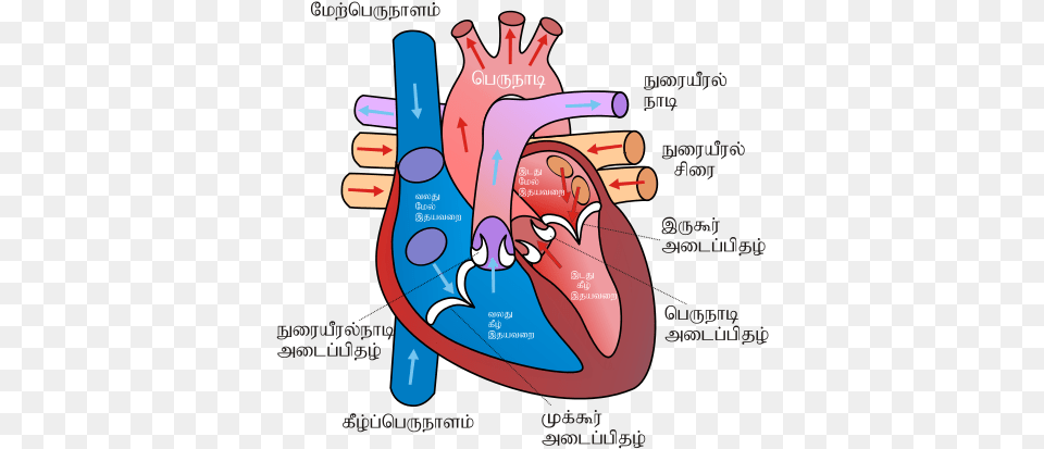 Human Heart Sketch Diagram Heart Cartoon Diagram, Dynamite, Weapon, Massage, Person Png