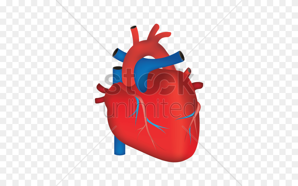 Human Heart Vector Image, Water Free Transparent Png