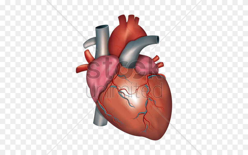 Human Heart Vector Image, Adult, Female, Person, Woman Free Png Download