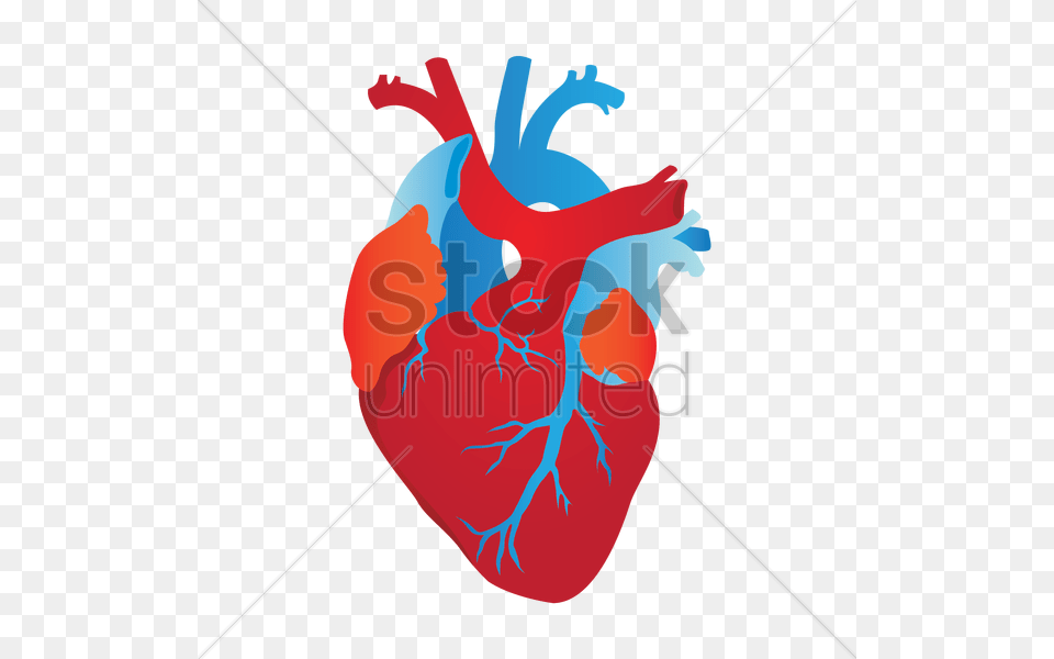 Human Heart Vector Image, Baby, Person Free Png Download