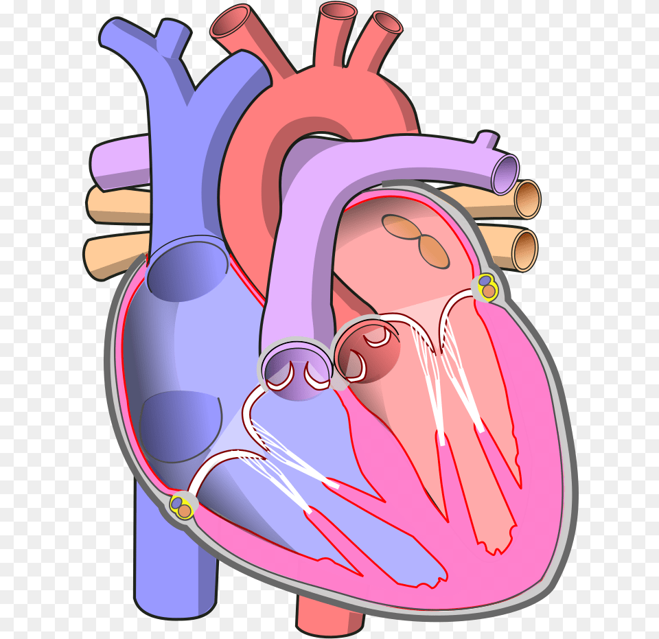 Human Heart Without Labels, Dynamite, Weapon Free Png