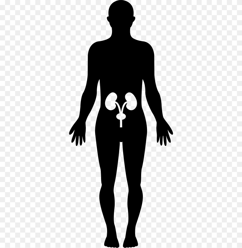 Human Hips Bones Inside A Standing Male Body Black Silueta De Un Ser Humano, Adult, Man, Person, Silhouette Png