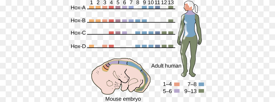 Human Hox Genes, Adult, Person, Man, Male Free Png