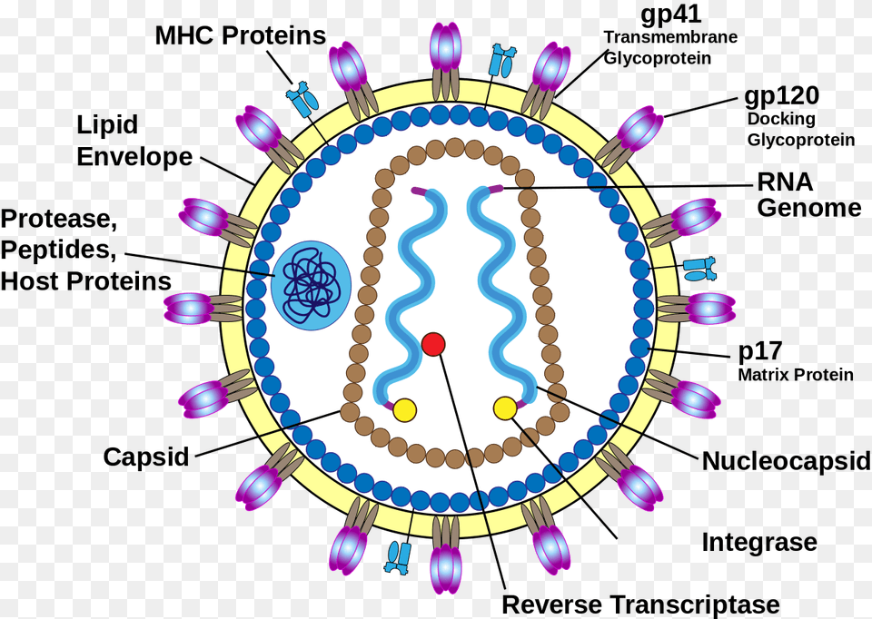 Human Immunodeficiency Virus Structure Hiv Virus Structure Labeled, Chandelier, Lamp Free Transparent Png