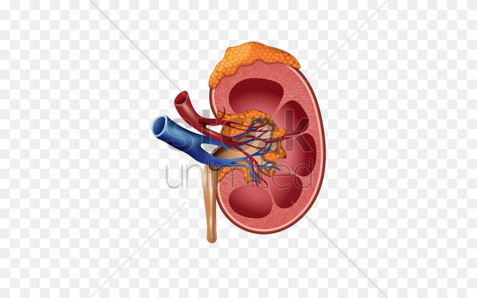 Human Kidney Vector Png