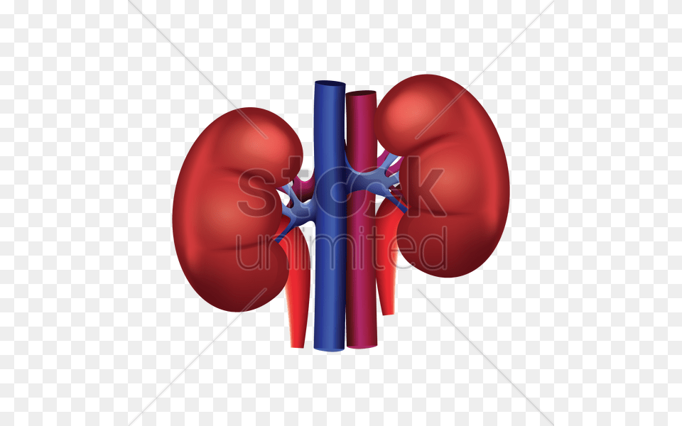 Human Kidney Vector, Dynamite, Weapon Free Png Download