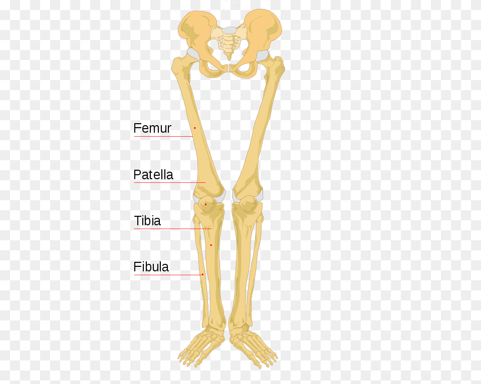 Human Leg Bones Labeled, Person, Skeleton, Head Free Transparent Png
