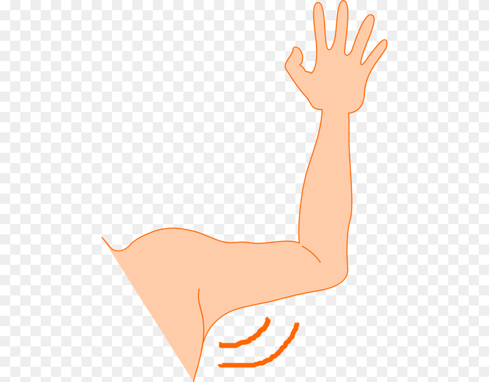 Human Leganglethumb Left Arm Clipart, Body Part, Person, Adult, Female Free Transparent Png