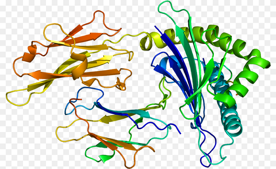 Human Leukocyte Antigen Hla Protein, Light, Art, Graphics Png