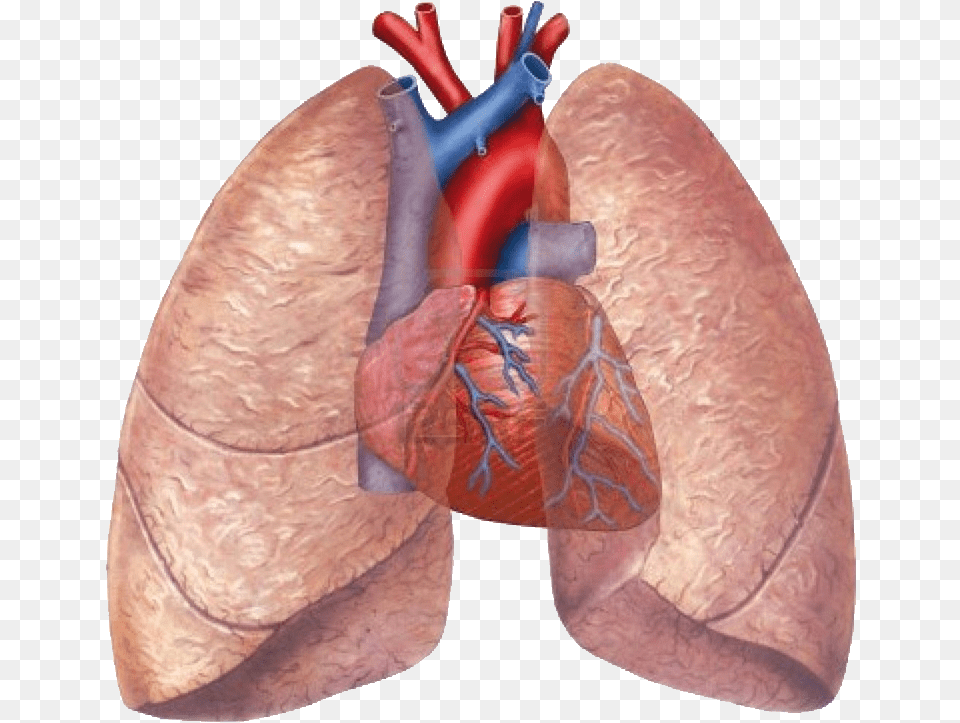 Human Lung And Heart Png Image