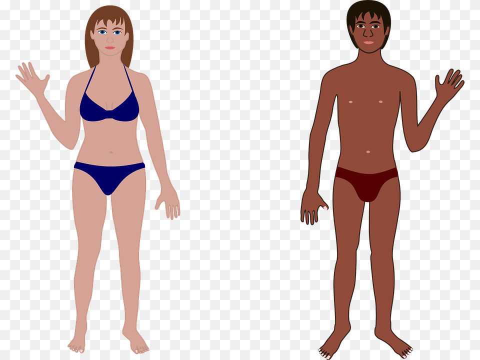 Human Man Woman Bathing Suit Swimming Anatomy Female Human Body Cartoon, Bikini, Clothing, Swimwear, Adult Free Png Download