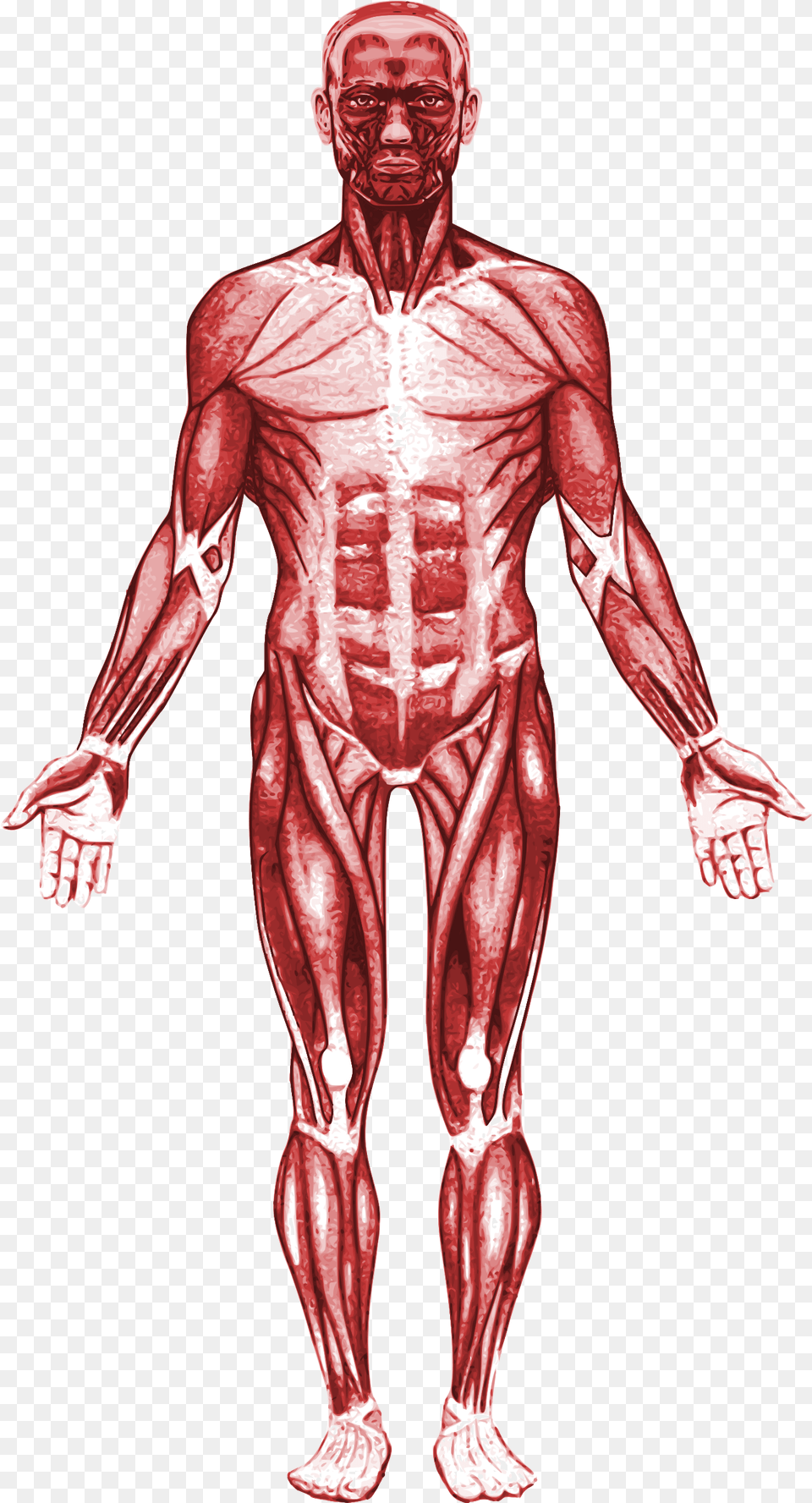 Human Muscle Anatomy, Adult, Male, Man, Person Png Image