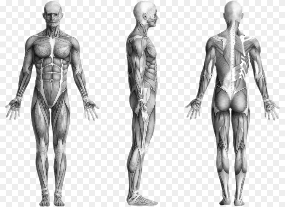 Human Muscles Human Body, Adult, Male, Man, Person Png