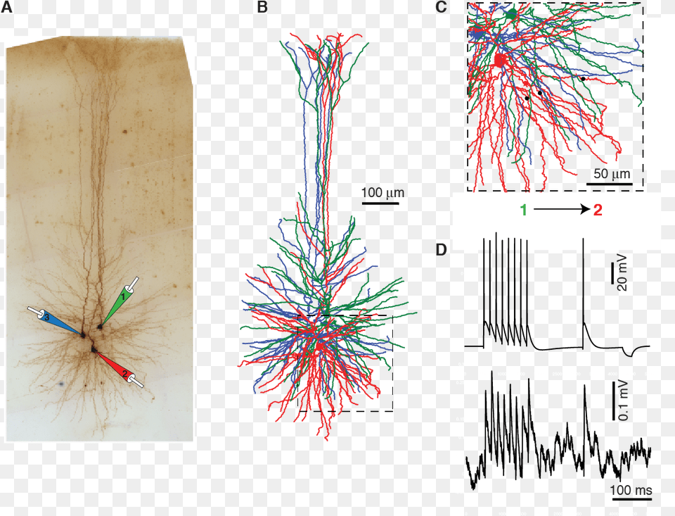 Human Neurons Diagram, Plant, Arrow, Weapon Png Image