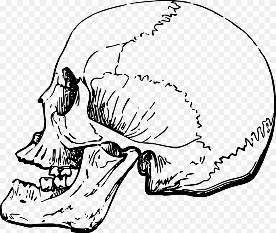 Human Nose Skull Side, Gray Png Image
