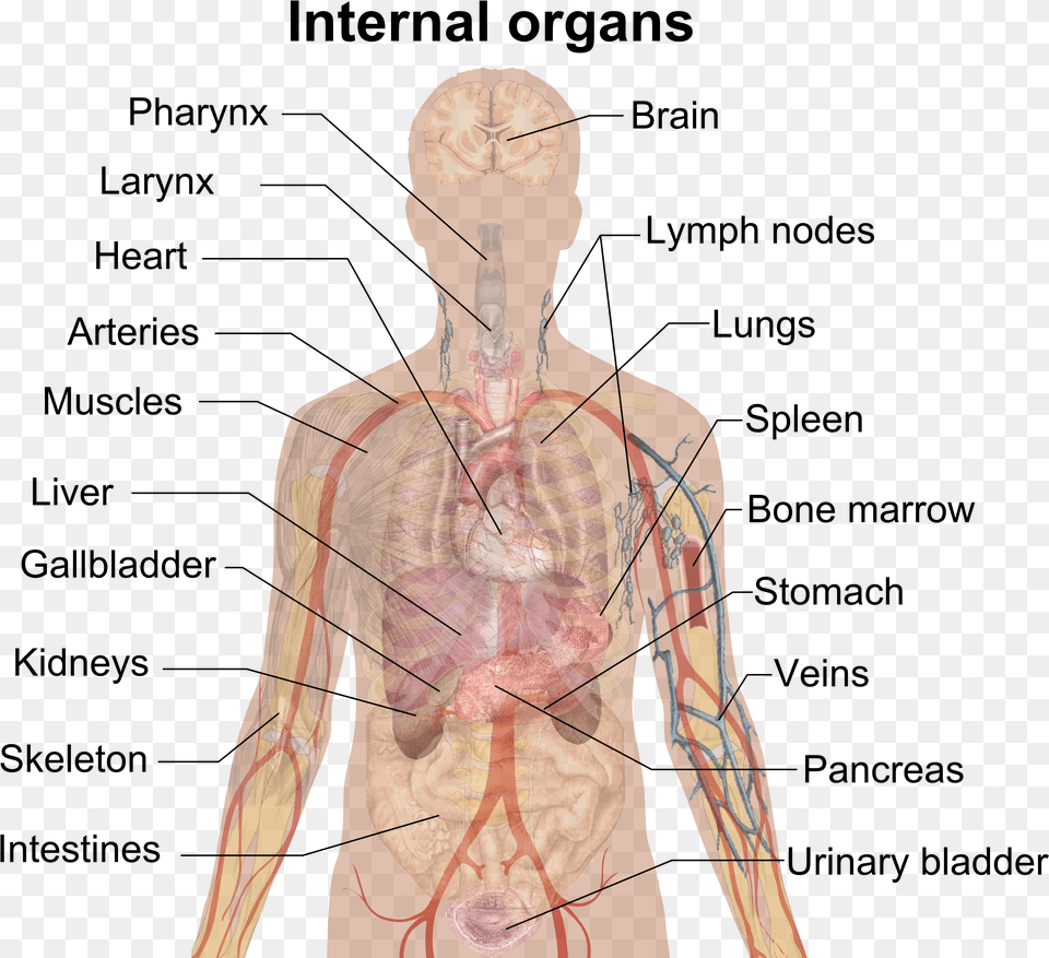 Human Organs, Adult, Male, Man, Person Png