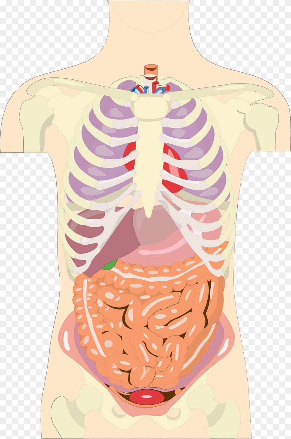 Human Organs In The Torso Clipart, Body Part, Person, Adult, Male Png Image