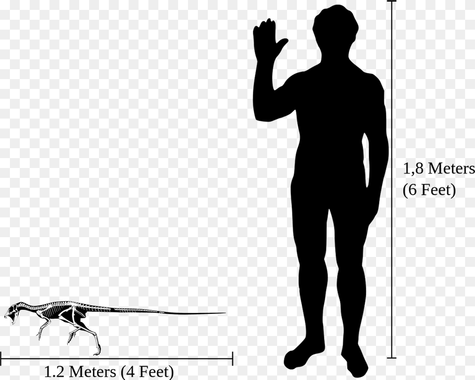 Human Outline Dunkleosteus Compared To Human Free Png