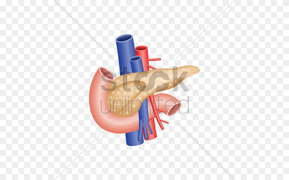 Human Pancreas Vector Image Free Transparent Png