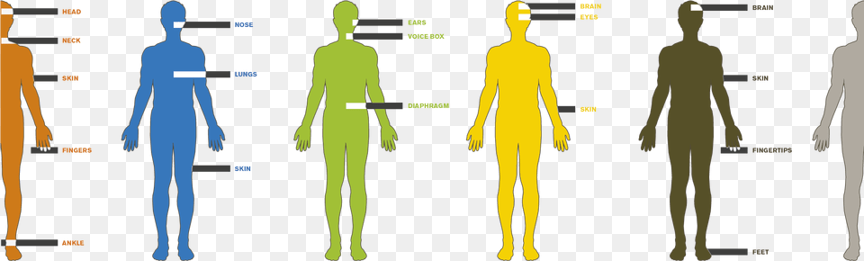 Human Scale Scale Of Human Desire, Chart, Measurements, Plot, Adult Png