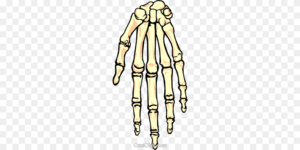 Human Skeletal Hand Royalty Vector Clip Art Illustration, Person, Skeleton Free Png
