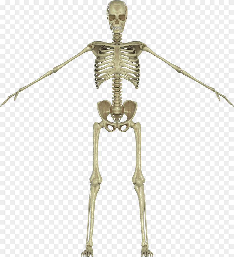Human Skeleton, Person Free Png Download
