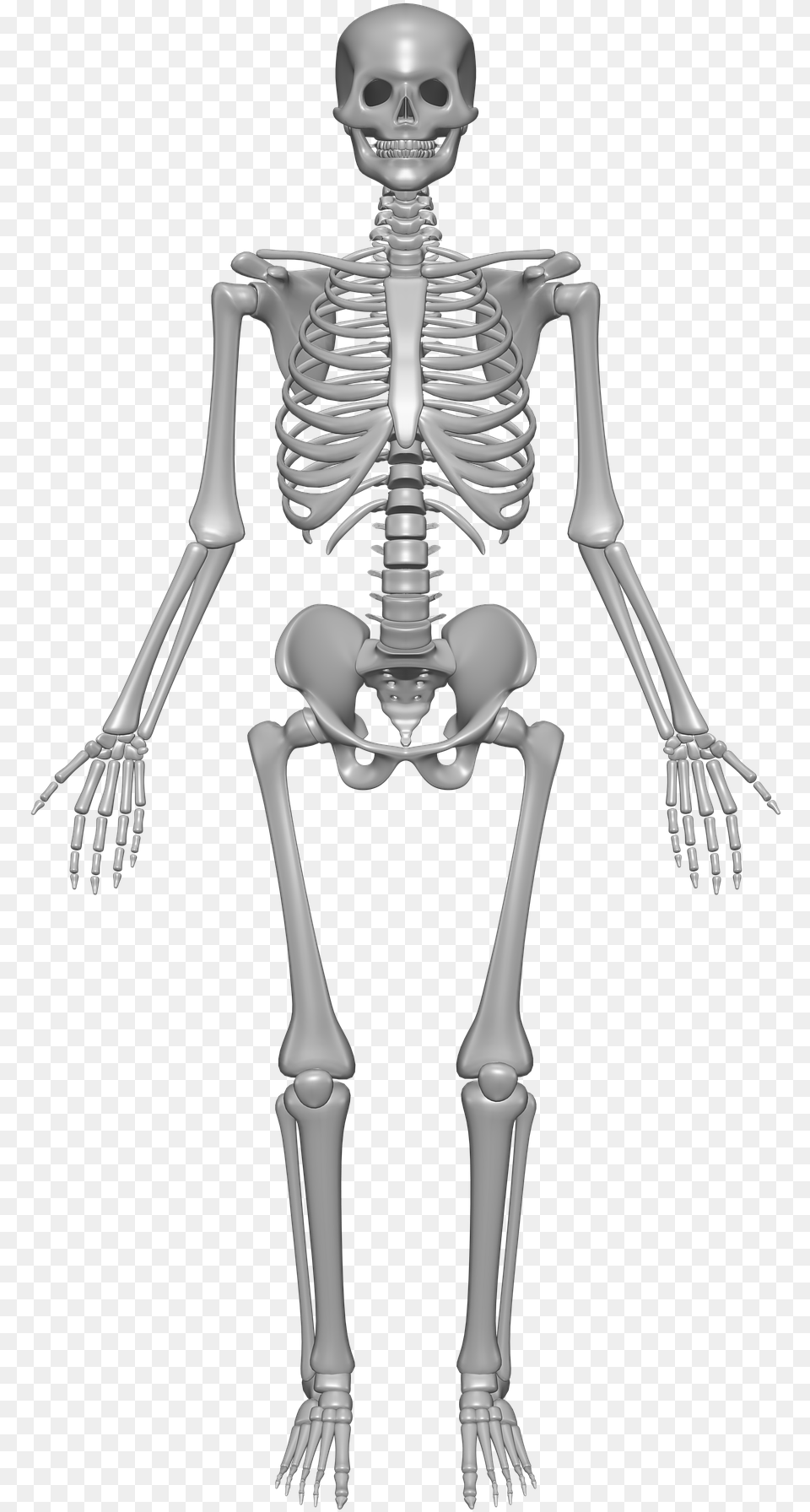 Human Skeleton, Person, Face, Head Png