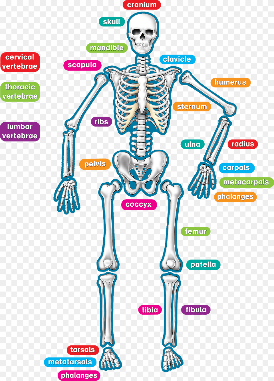 Human Skeleton, Adult, Female, Person, Woman Png Image