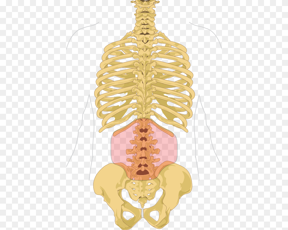 Human Skeleton Png