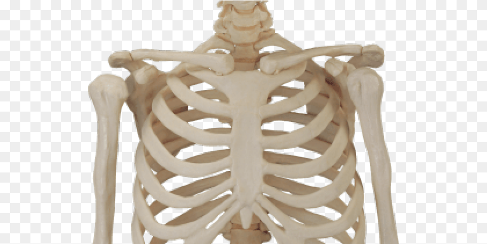 Human Skeleton, Person Png