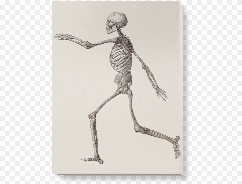 Human Skeleton, Adult, Male, Man, Person Png