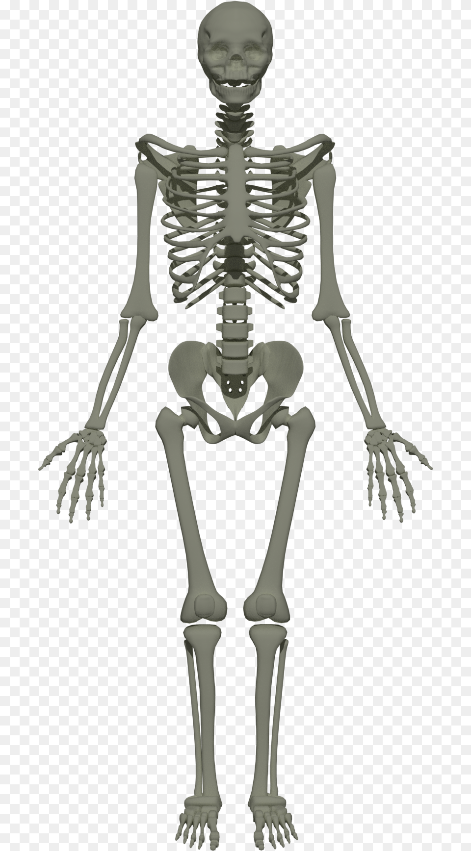 Human Skeleton Anim Transparent, Person, Face, Head Free Png Download
