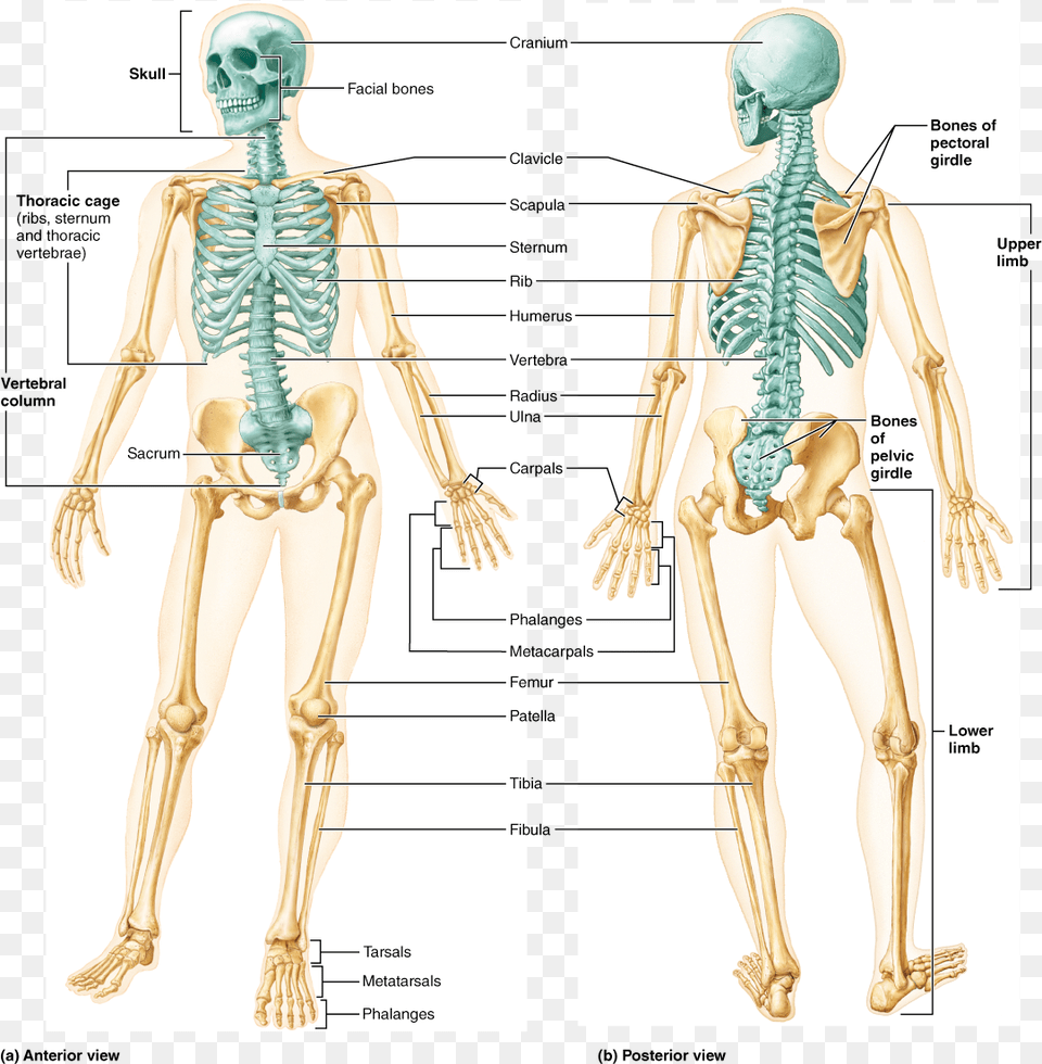 Human Skeleton Anterior And Posterior View, Adult, Female, Person, Woman Png Image