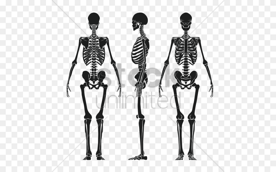 Human Skeleton Back Vector, Person, Adult, Male, Man Free Transparent Png